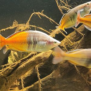 Boeseman's rainbowfishes