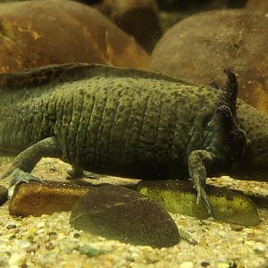 Axolotl