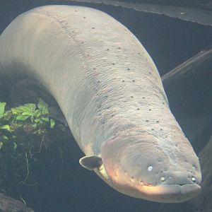 Electric eel