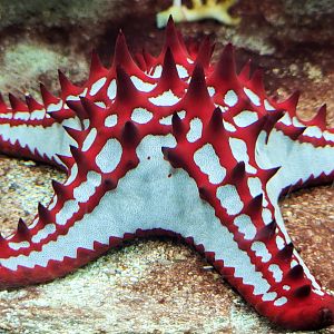 Protoreaster linckii