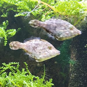 Bristle tail filefishes - Acreichthys tomentosus