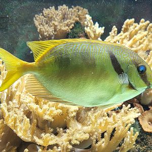 Barred spinefoot - Siganus dolictus