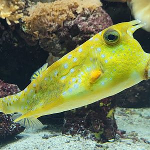 Longhorn cowfish