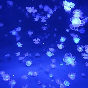 White-spotted jellyfishes - Phyllorhiza punctata