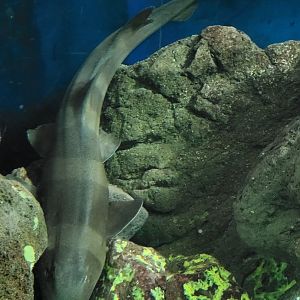 Brown-banded bambooshark