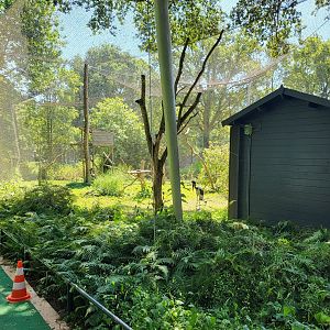 Sattle-billed stork aviary