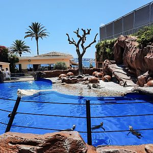 Humboldt penguin enclosure