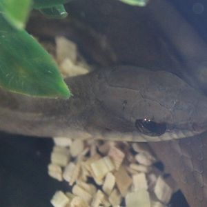 Boddaert's tropical racer - Mastigodryas boddaerti