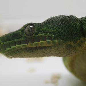Emerald tree boa - Corallus caninus