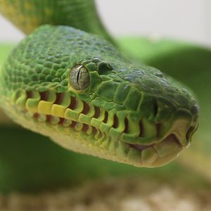 Emerald tree boa - Corallus caninus