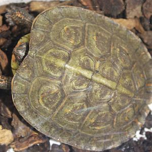 Rhinoclemmys pulcherrima pulcherrima