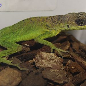 Anolis extremus