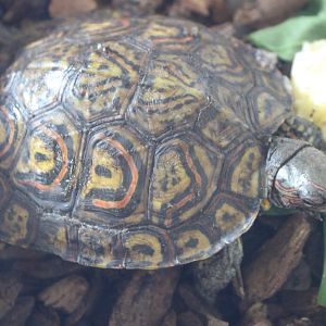 Rhinoclemmys pulcherrima manni