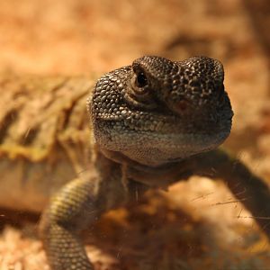 Uromastix nigriventris