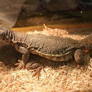 Uromastix nigriventris