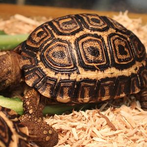 Leopard tortoise - Stigmochelys pardalis pardalis - juvenile