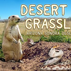 The Desert Grasslands | Arizona Sonora Desert Museum | The Virtual Zoo on YouTube