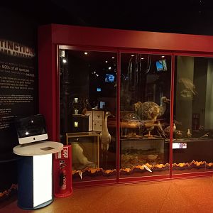 New Walk Museum and Art Gallery, Leicester