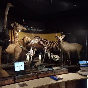 New Walk Museum and Art Gallery, Leicester