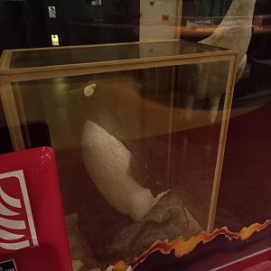 New Walk Museum and Art Gallery,  Leicester