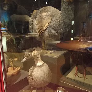 New Walk Museum and Art Gallery,  Leicester