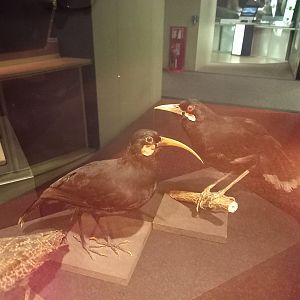 New Walk Museum and Art Gallery,  Leicester