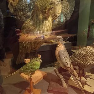 New Walk Museum and Art Gallery,  Leicester