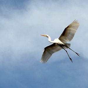 Great egret