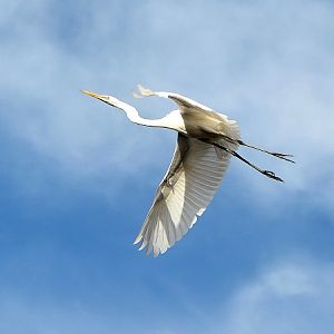 Great egret 1