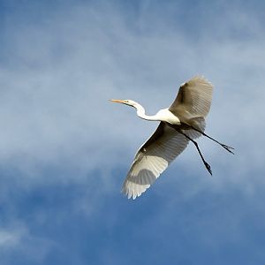 Great egret 2