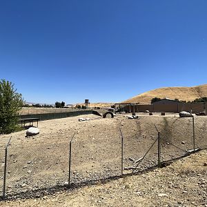 Desert Bighorn Sheep Exhibit