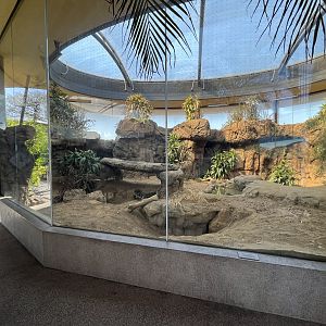 Komodo Dragon Exhibit