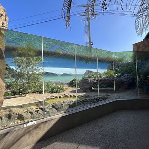 Komodo Dragon Exhibit