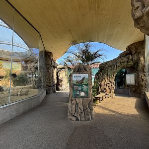 Komodo Dragon Exhibit