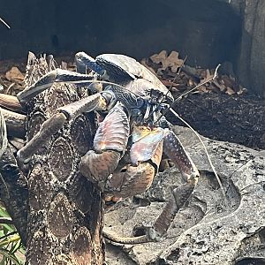 Coconut Crab