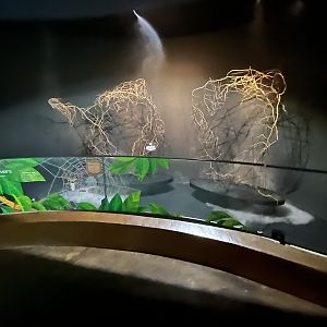 Golden Orb Weaver Exhibit - with water misters