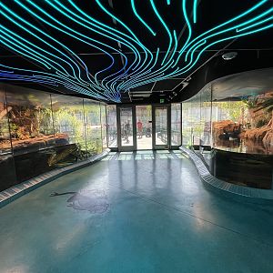 Lungfish + Chinese Giant Salamander Exhibits