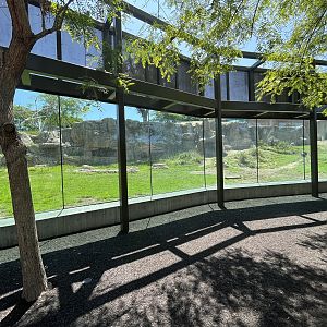 Hamadryas Baboon Exhibit