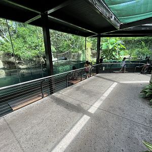 Pygmy Hippo + Slender-snouted Crocodile Exhibits