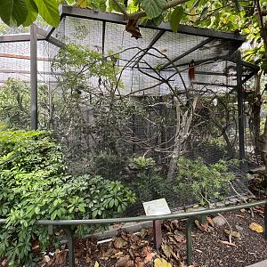 Raggiana Bird of Paradise Aviary