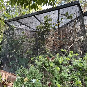 White-breasted Woodswallow Aviary