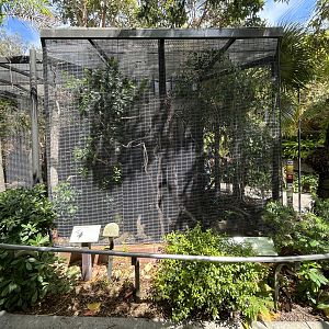 Superb Bird of Paradise Aviary
