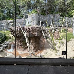 Bonobo Exhibit