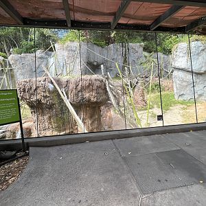 Bonobo Exhibit