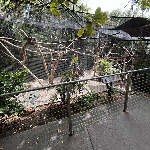 Black Mangabey Exhibit