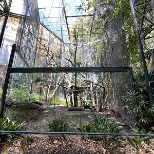 Francois’ Langur Exhibit (only 50%)
