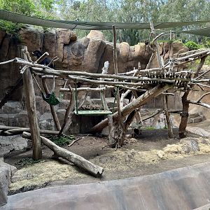 Andean Bear Exhibit (1 of 2 grottoes)