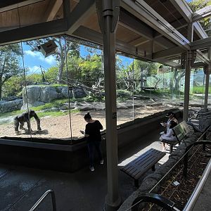 Gorilla Exhibit