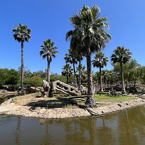 Southern Ground Hornbill Island