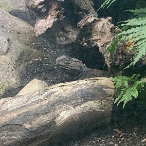 Tuatara in Reptile Complex